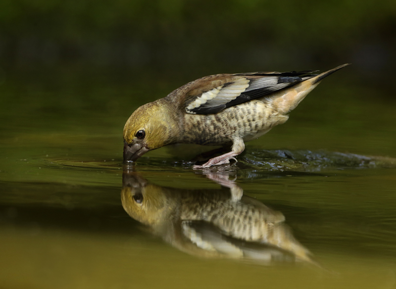 149  -jonge appelvink.jpg